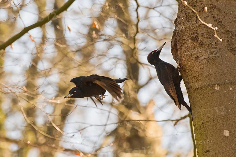 Black woodpecker