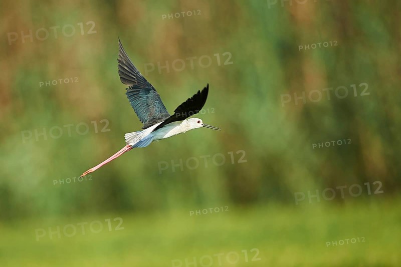Black-winged stilt