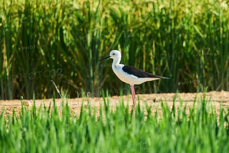 Black-winged stilt