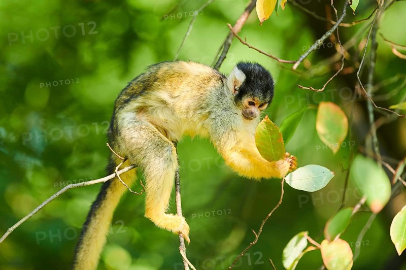 Common squirrel monkey