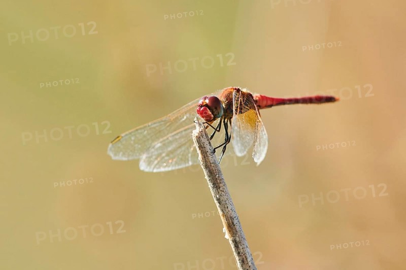 Red-veined darter