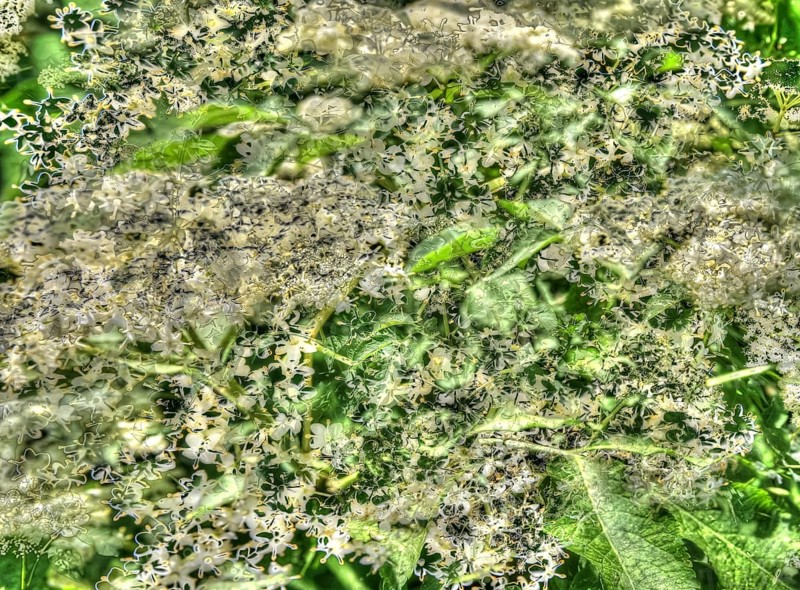 Elder
