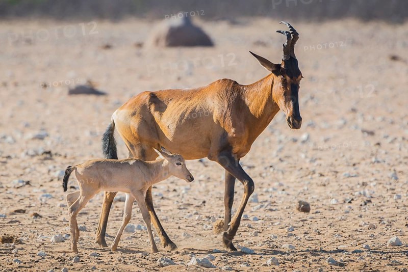 Red hartebeest