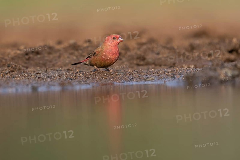 Red-billed firefinch