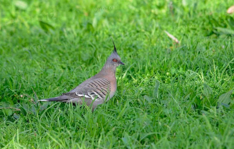 Crested pigeon