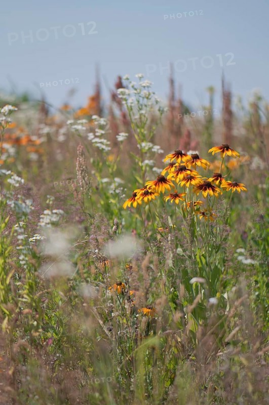 Flower meadow with cockleburs