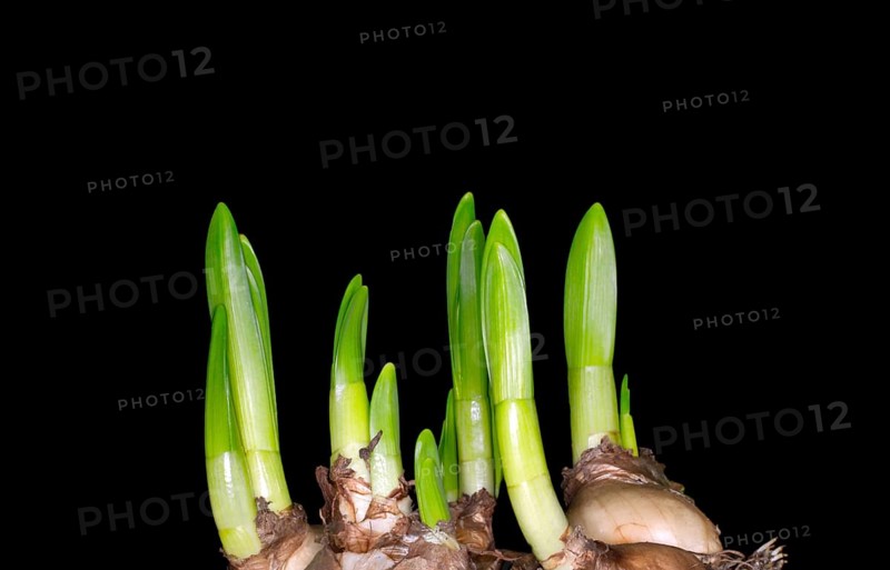Sprouted bulbs of the wild daffodil