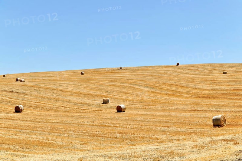 Harvested wheat field