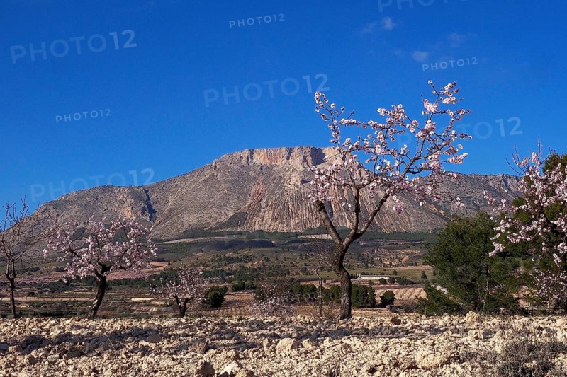 Almond trees in blossom