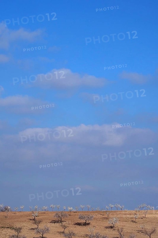Heaven and earth with blooming white almond plantation