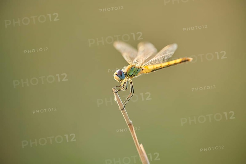 Red-veined darter