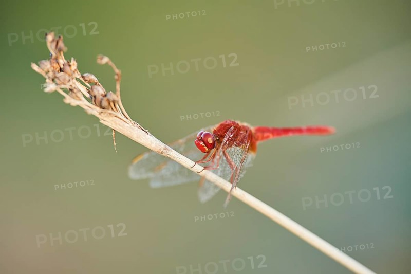 Red-veined darter