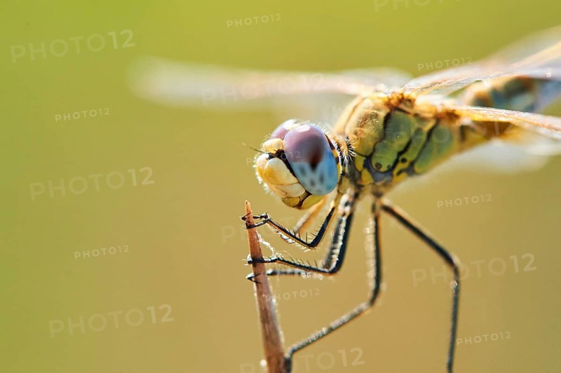 Red-veined darter