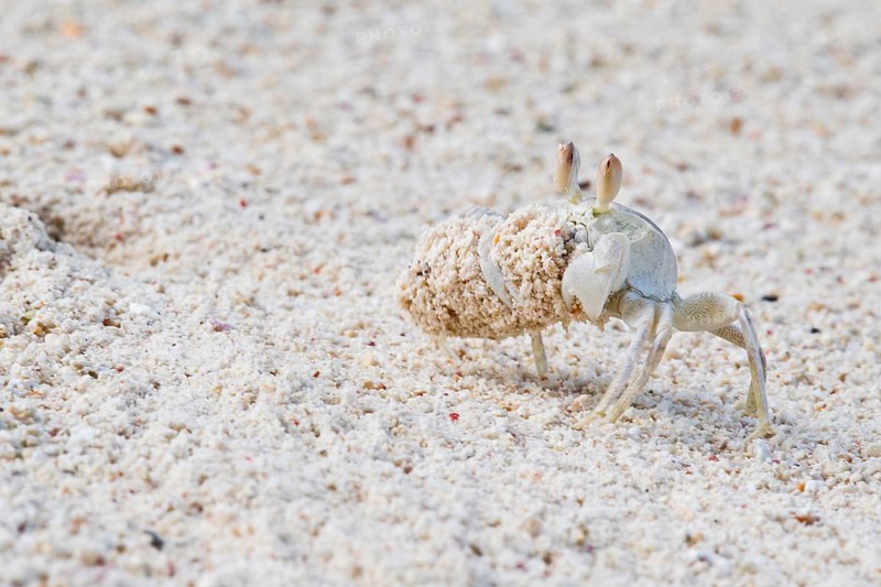 Rider crab