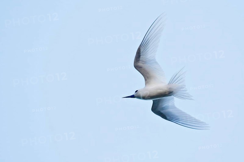 White tern