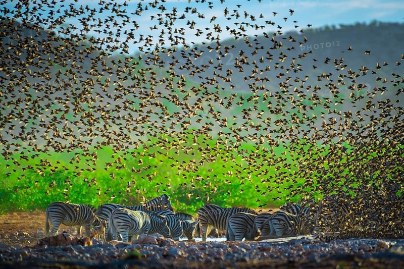 A mega flock of red-billed quelea