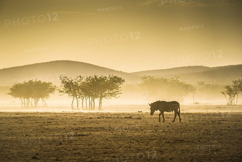 Hartmann's mountain zebra