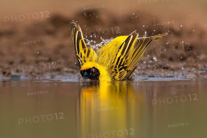 Southern masked weaver