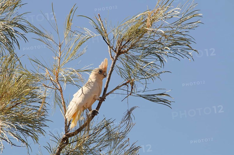 Little corella