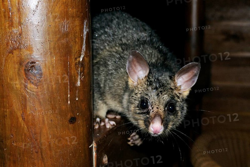 Common brushtail possum