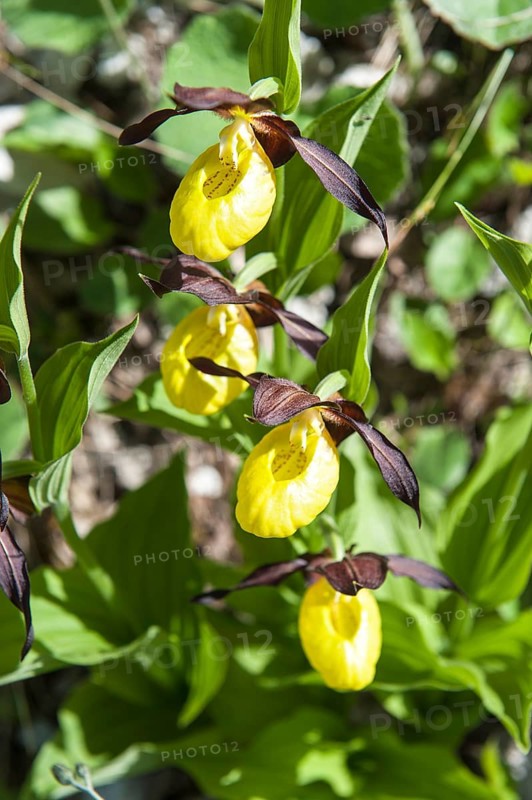 Yellow lady's slipper orchid