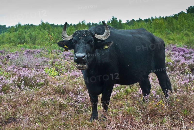 Water buffalo