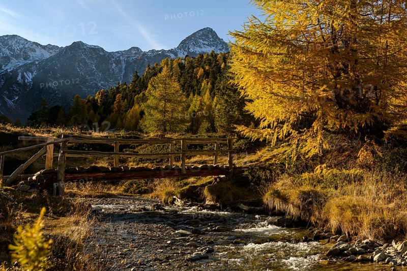 Autumn larches