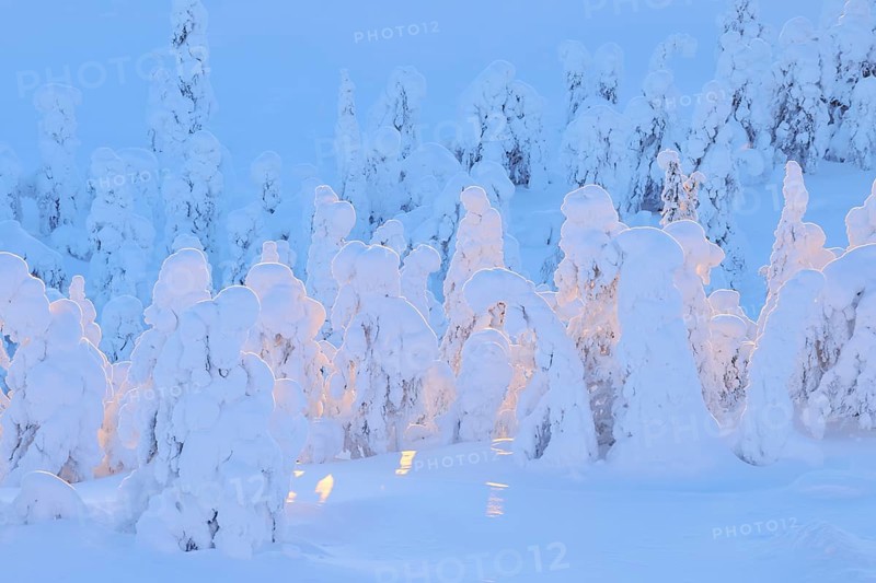 Snow covered trees at sunset