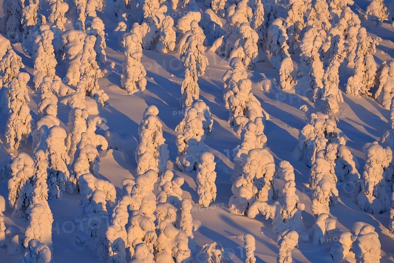Snow covered trees at sunrise