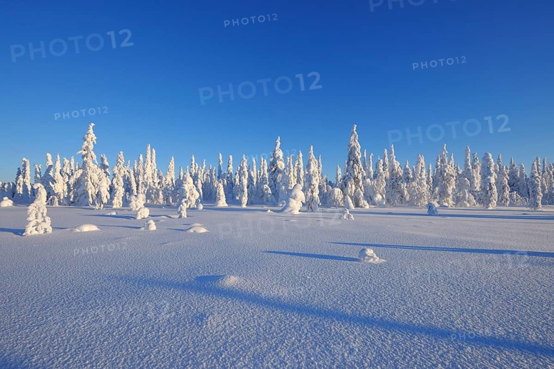 Snow covered winter landscape