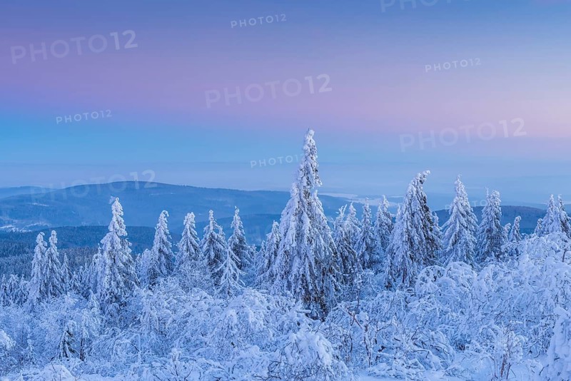 Snow Covered Conifers Trees at Dawn. Winter