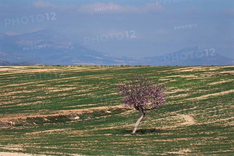 Green field with single flowering almond tree