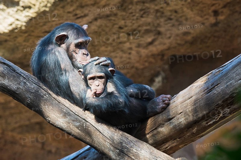 Bonobo