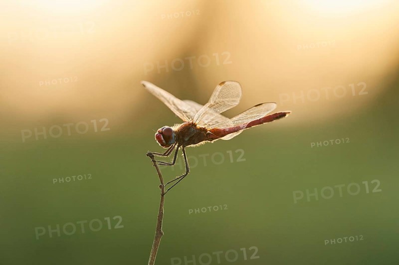 Red-veined darter