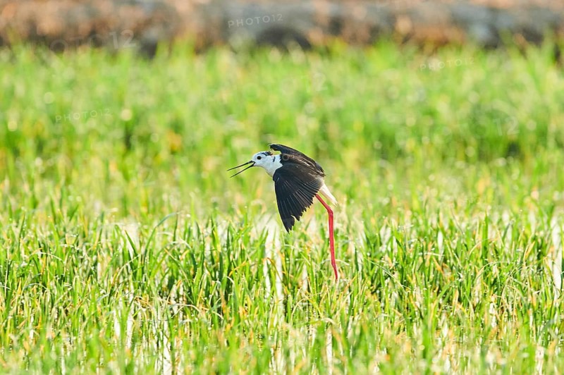 Black-winged stilt