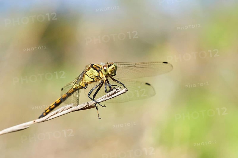 Red-veined darter
