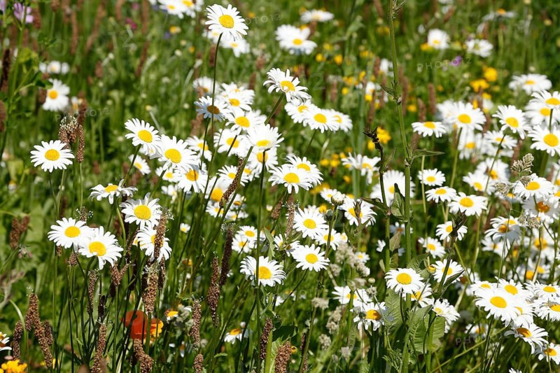 Marguerite