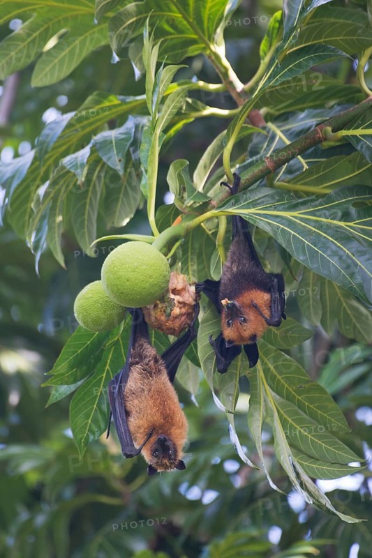 Seychelles fruit bat