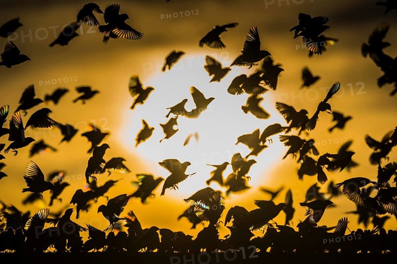 A mega flock of red-billed quelea
