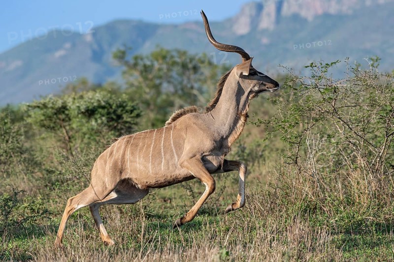 Zambezi greater kudu