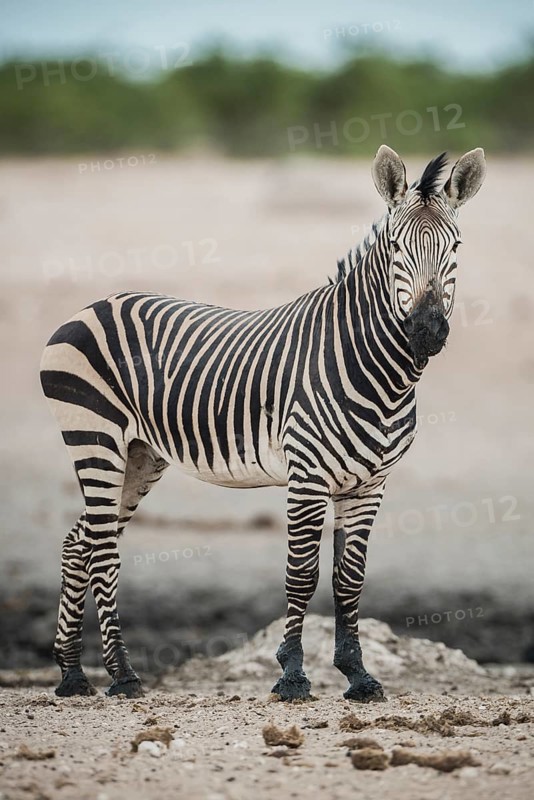 Hartmann's mountain zebra