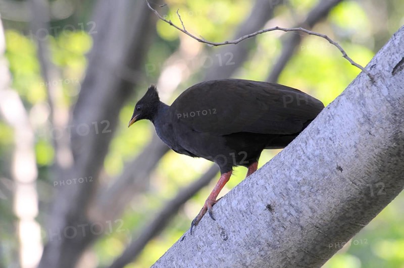 Orange-footed scrubfowl