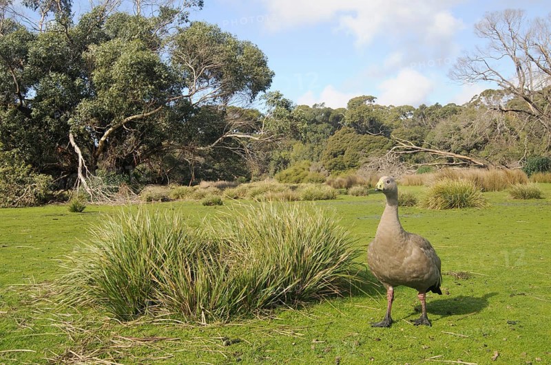 Cape barren goose