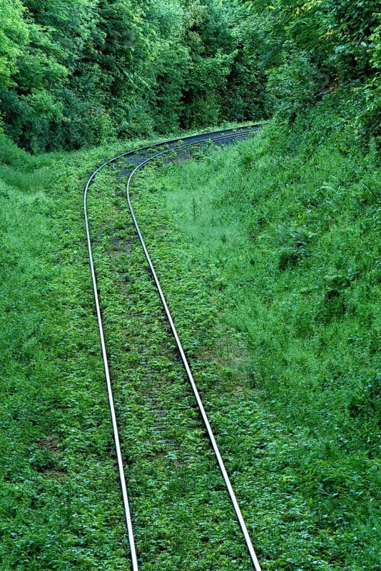 Single-track overgrown railway line