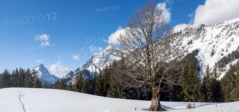 Winter landscape