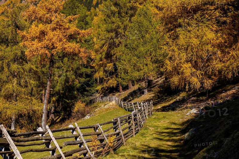 Wooden fence on mountain meadow with autumnal larch