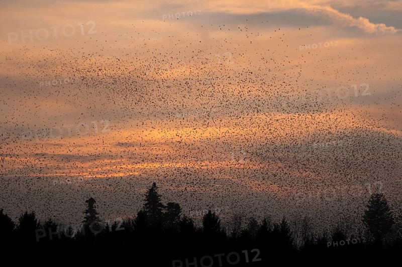 Brambling