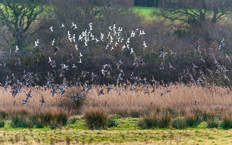 Pied Avocets and Eurasian Wigeons in a flight over Marshland