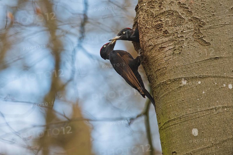 Black woodpecker