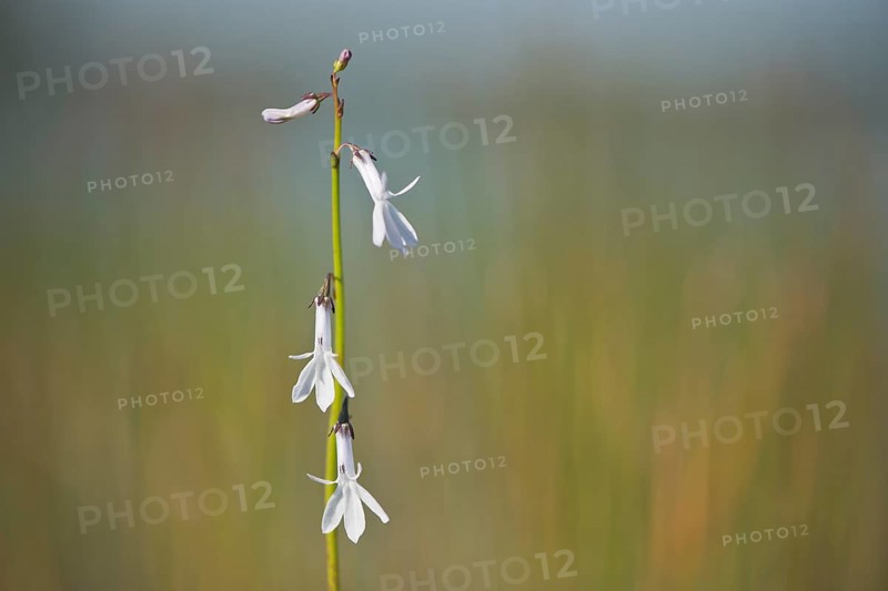Water lobelia